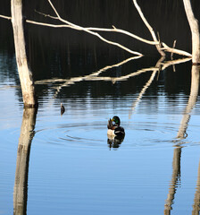 Samiec kaczki krzyżówki na jeziorze w Polsce © Marek