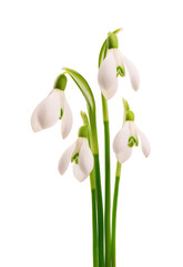 Snowdrop flowers isolated on white background. Beautiful spring flowers.