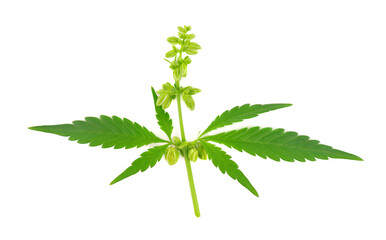 Cannabis plant isolated on white background. Hemp leaf close up. Marijuana green leaf.