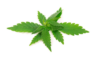 Cannabis plant isolated on white background. Hemp leaf close up. Marijuana green leaf.