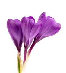 Crocus flowers isolated on white background. Close up of saffron flowers.