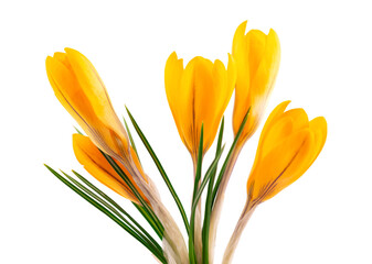 Yellow crocus flower isolated on white background. Beautiful spring flowers.