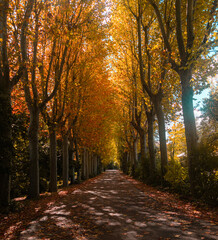 Camino de tierra en otoño