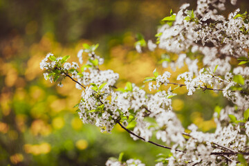 Flowering cherry trees in the garden