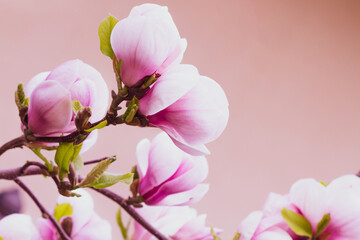 Magnolia tree blossom in springtime