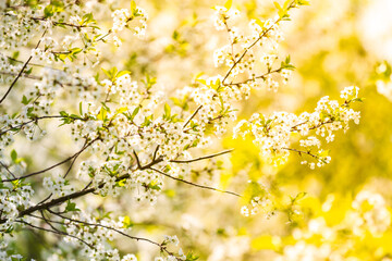 Flowering cherry trees in the garden