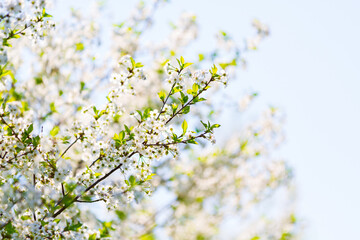 Flowering cherry trees in the garden