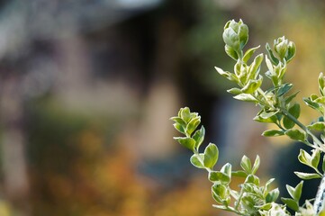 close up of a plant with soft-focus natural background