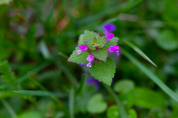 Purple Dead Nettle flower, spring time