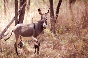 Naklejka na ściany i meble A wild donkey in the Kakadu Nationalpark in the Northern Territory, Australia