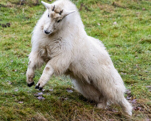 Cute white furred Rocky mountain goat playing