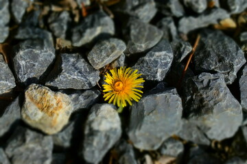 yellow dandelions breaking through stones