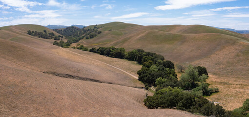 California native oak trees grow in the valleys between rolling hills in the East Bay, not far east of San Francisco Bay. This warm region harbors fruitful wineries and is known for its scenic hills.