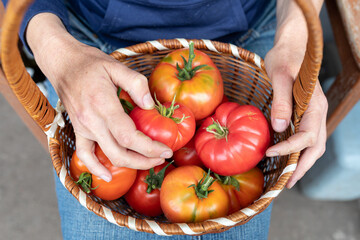 A woman shows a grown tomato crop. A basket of ripe tomatoes in the hands of a woman. The concept of farming