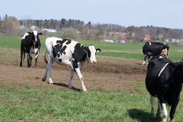 Cows out to pasture in Vermont