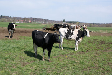 Fototapeta premium Cows out to pasture in Vermont