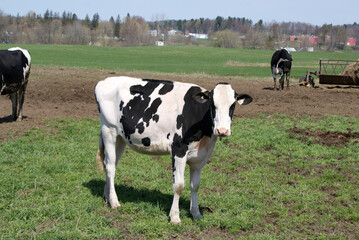 Fototapeta premium Cows out to pasture in Vermont