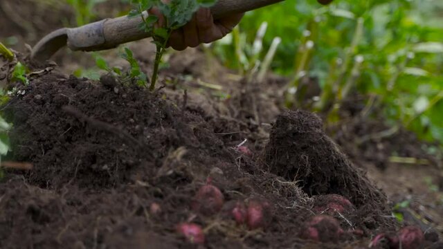 CAMPESINO COSECHANDO PAPAS. LAVRANDO LA TIERRA. CAMPESINO PERUANO. CAMARA LENTA. COSECHA DE PAPAS. ANDES PERUANOS. PER&Uacute; PROFUNDO
