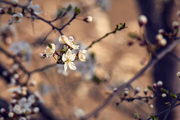 Blooming cherry in the garden. Soft focus Grass Flower