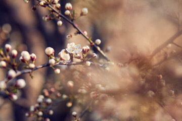 Blooming cherry in the garden. Soft focus Grass Flower