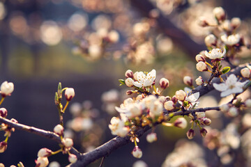 Blooming cherry in the garden. Soft focus Grass Flower