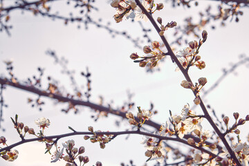 Blooming cherry in the garden. Soft focus Grass Flower