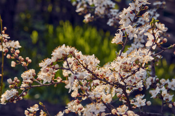 Blooming cherry in the garden. Soft focus Grass Flower