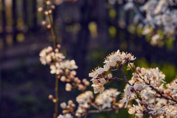 Blooming cherry in the garden. Soft focus Grass Flower