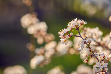 Blooming cherry in the garden. Soft focus Grass Flower