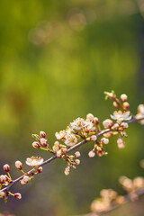 Blooming cherry in the garden. Soft focus Grass Flower