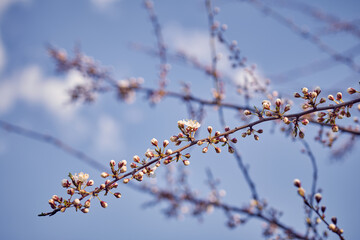 Blooming cherry in the garden. Soft focus Grass Flower