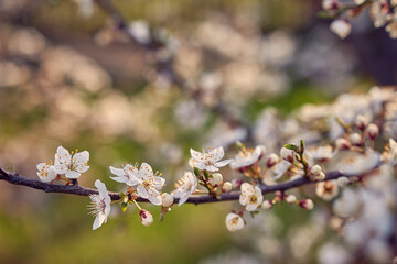 Blooming cherry in the garden. Soft focus Grass Flower