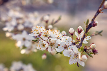 Blooming cherry in the garden. Soft focus Grass Flower