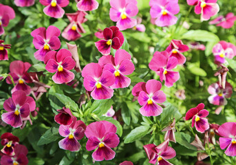 Red pansy flowers