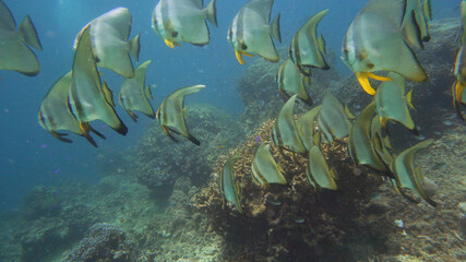 Fototapeta na wymiar Tropical Fishes on Coral Reef, underwater scene. Camiguin, Philippines. Travel vacation concept