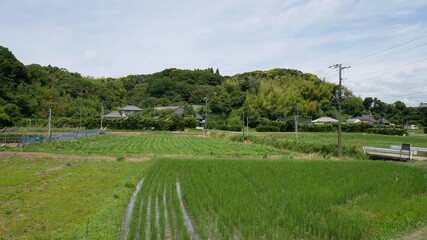 Fototapeta na wymiar rice field in Japanese country side