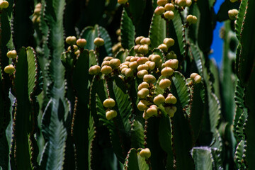 Euphorbia candelabrum pertenece a la familia 	Euphorbiaceae