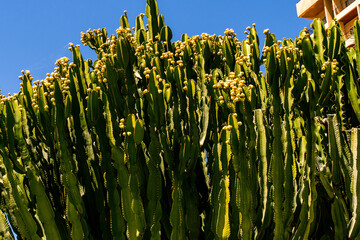 Euphorbia candelabrum pertenece a la familia 	Euphorbiaceae