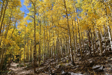 Path in yellow forest - Colorado