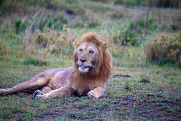 African lion portrait