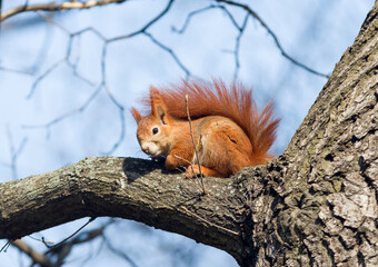 Red squirrel, Sciurus vulgaris climbing on the tree in the park Stromovka, Prague, Czech Republic.