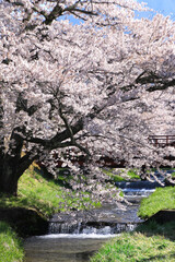 観音寺川の桜（福島県・猪苗代町）