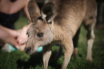 Kangaroo in the park in Australia. High quality photo