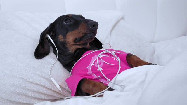 dachshund puppy in pink pajamas lies in bed under blanket and cannot sleep at night so it listens to relaxing music or interesting podcast using wired headphones...