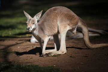 Naklejka na ściany i meble Kangaroo in the park in Australia. High quality photo