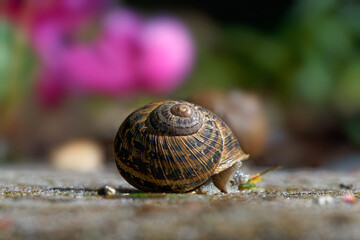 Garden snail