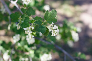 White blooming axillary and terminal indeterminate raceme inflorescences of White Flower Currant,...