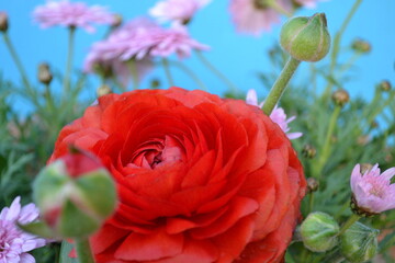 red poppy flower