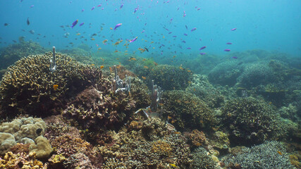 Naklejka na ściany i meble Beautiful underwater landscape with tropical fishes and corals. Life coral reef. Camiguin, Philippines.