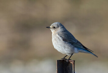 Female Mountain bluebird